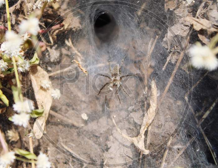 Danger Spider