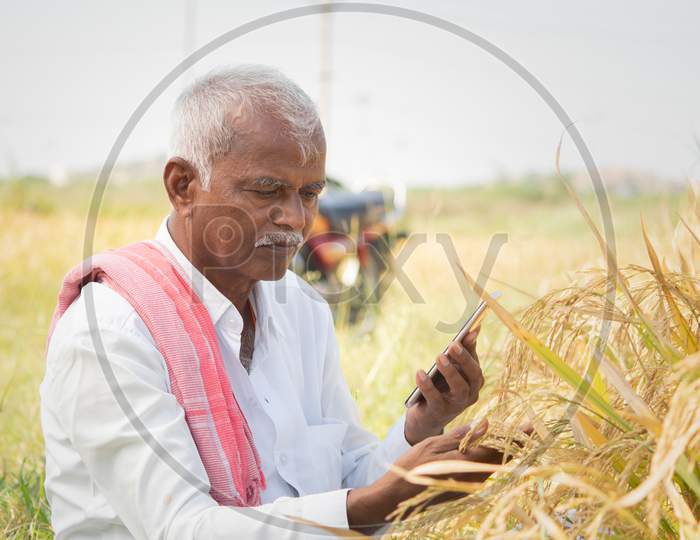 Farmer Busy Checking The Crop Yield And Pests By Using Mobile Phone - Concept Of Farmer Using Smartphone Technology And Internet In Agriculture Farmland.
