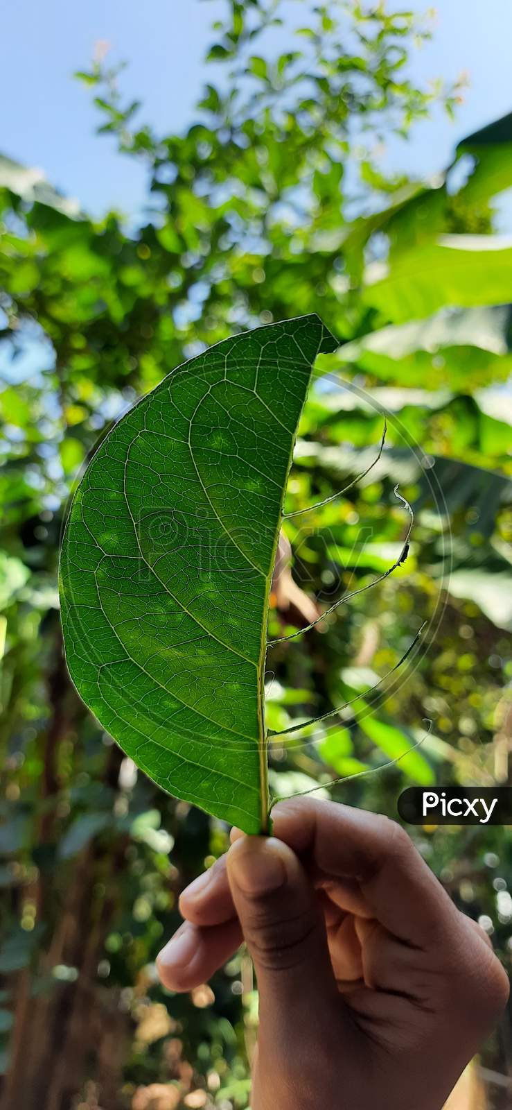 NATURAL leaf