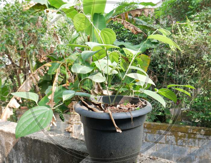 bush black pepper