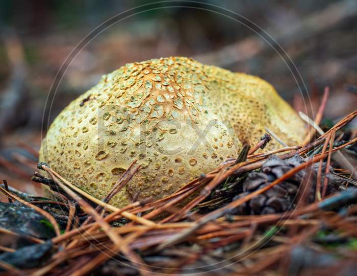 Common Earthball Wild Mushroom Called Common Earthball, Pigskin Poison Puffball, Or Common Earth Ball.