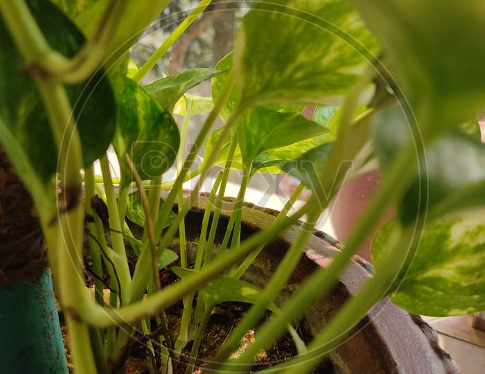 Plant stem