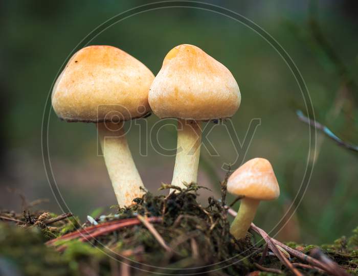 Close-Up Of Three Small Wild Mushrooms In Rusty-Orange Colors.