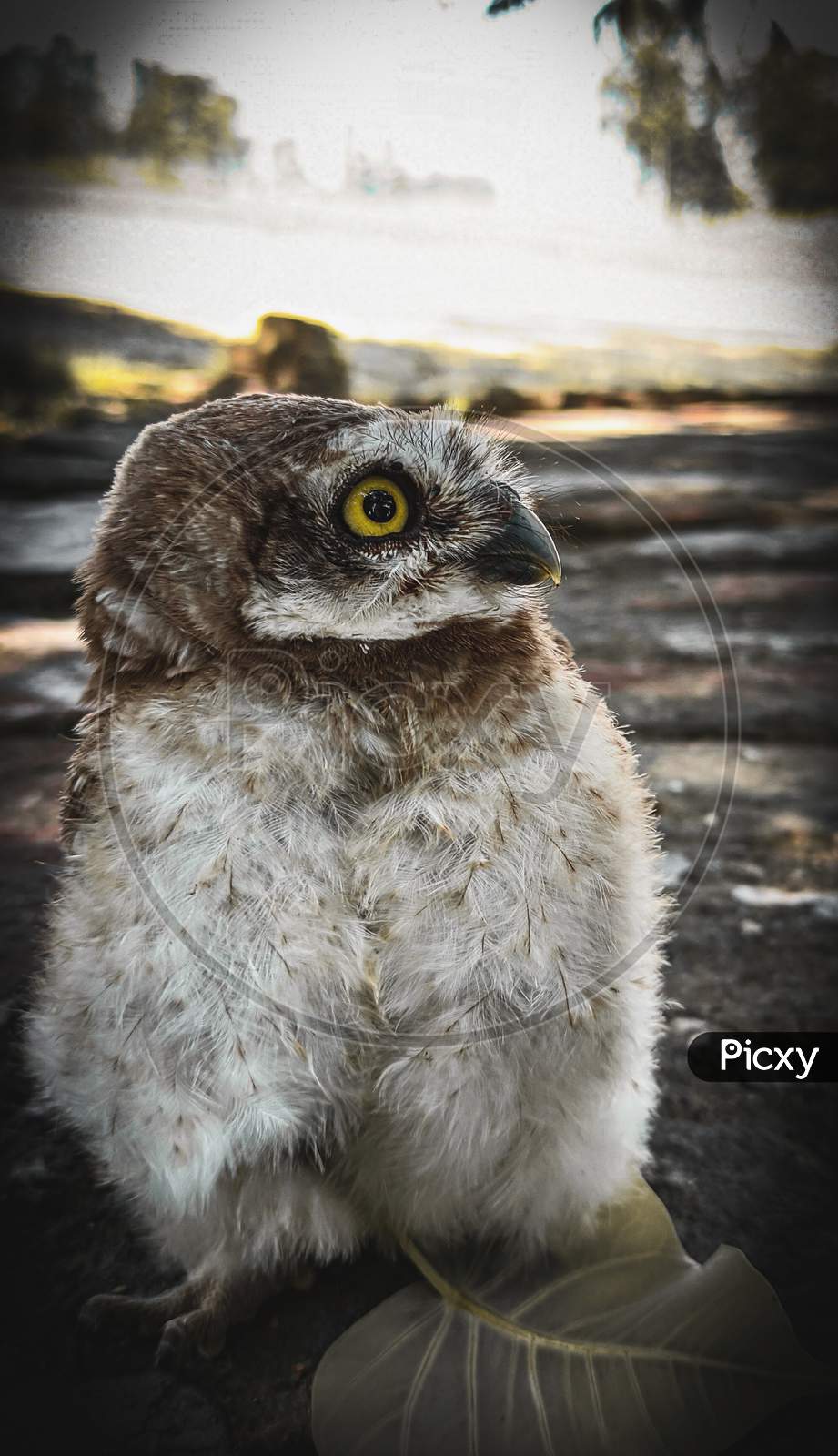 Owl photos.