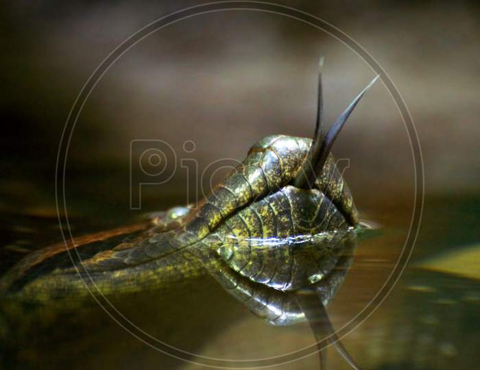 Beautiful pictures of  Snake