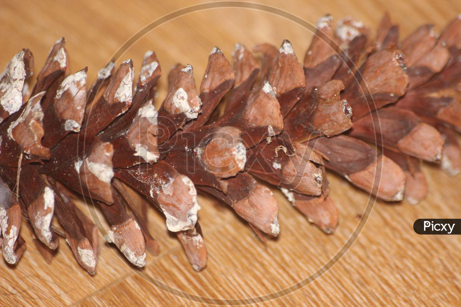 Close-Up Of Pine Cone On Wooden Floor Background