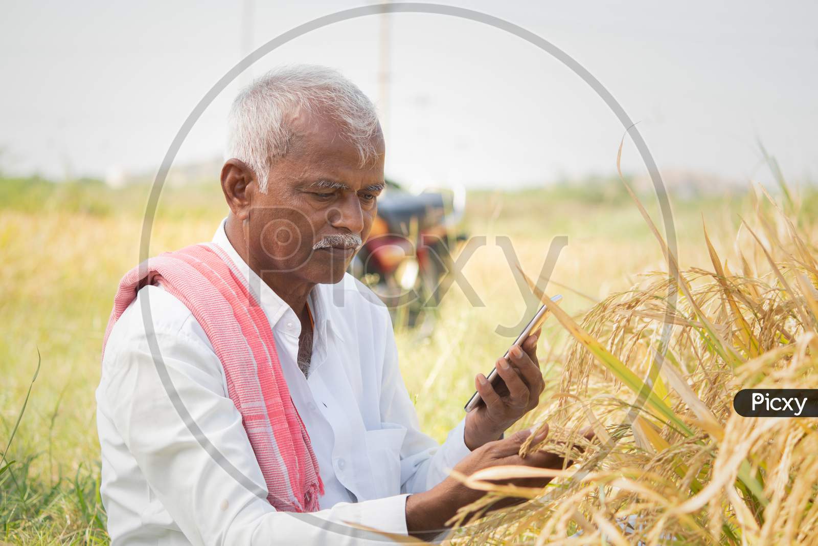 Farmer Busy Checking The Crop Yield And Pests By Using Mobile Phone - Concept Of Farmer Using Smartphone Technology And Internet In Agriculture Farmland.