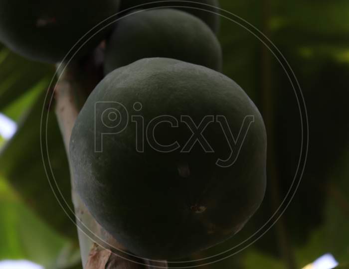 Healthy Green Raw Papaya Stock