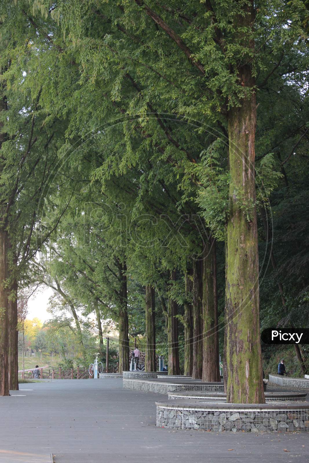 Paved Pedestrian Way Or Walk Way With Trees On Sides For Public Walk