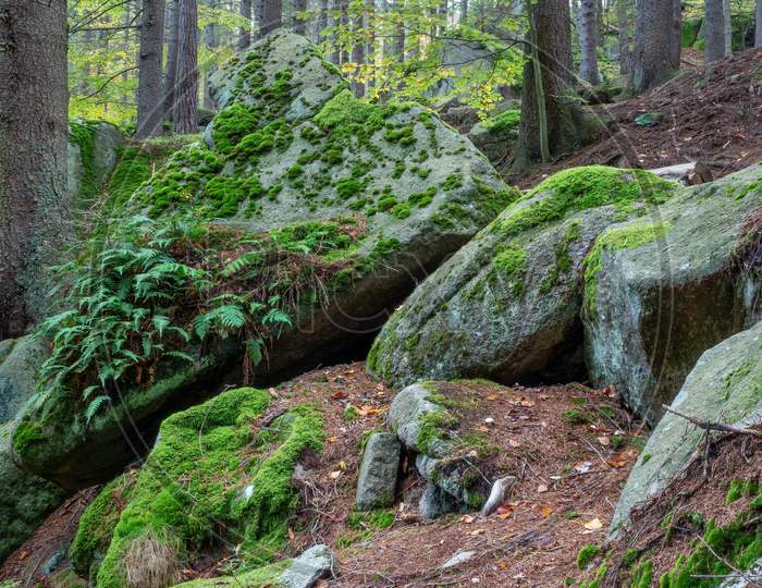 Granite Rocks Covered With Moss And Ferns In Vivid Green Colors.