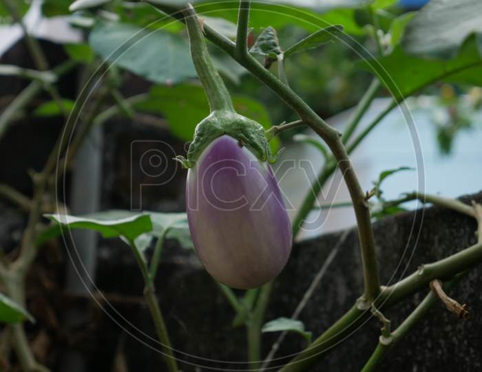 egg plant brinjal