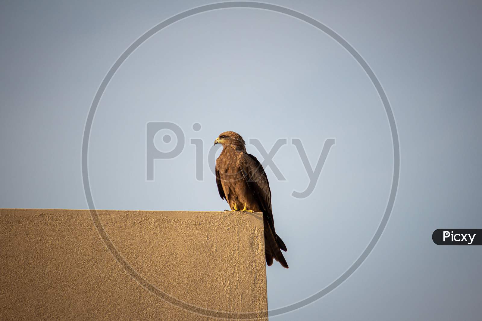 View Of A Common Eagle Resting Over A Parapet Wall In Urban Area