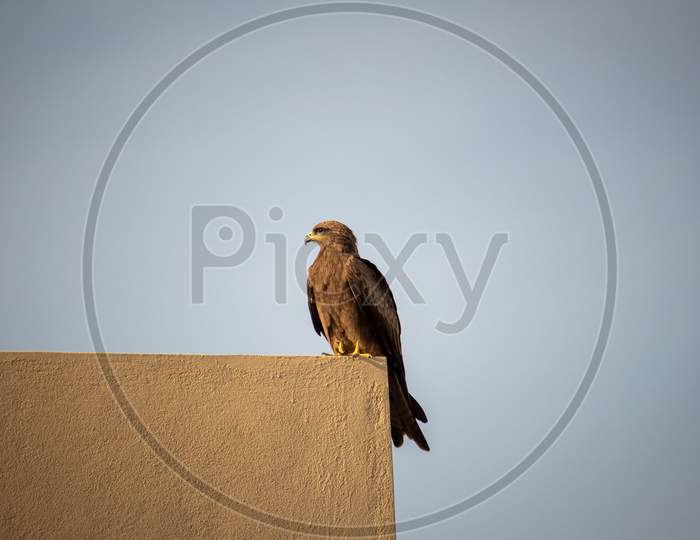 View Of A Common Eagle Resting Over A Parapet Wall In Urban Area