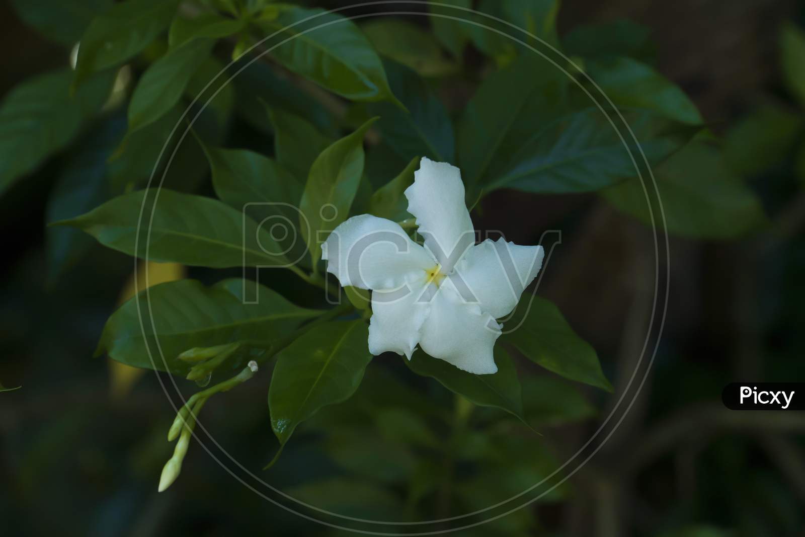Image Of White Beautiful Crape Jasmine In Kerala.