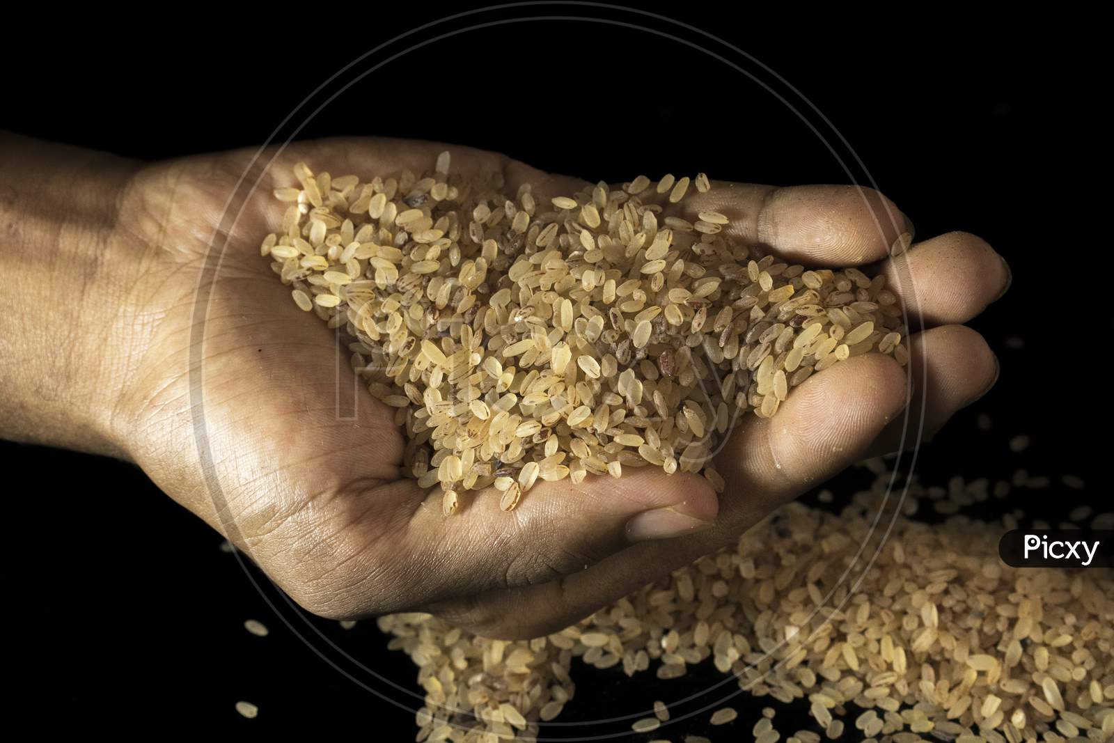 Image Of Raw Rice In Hand.