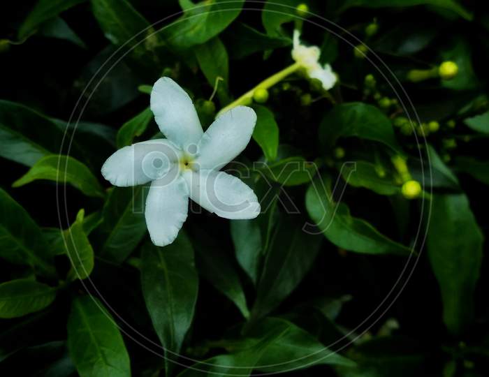 White flower with green leaf