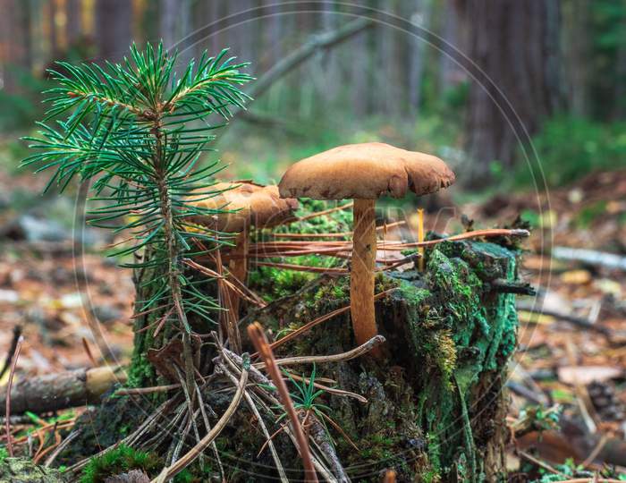 Common Cortinar Or Webcap Mushrooms And Young Spruce Tree Growing On Small Trunk Covered With Moss.