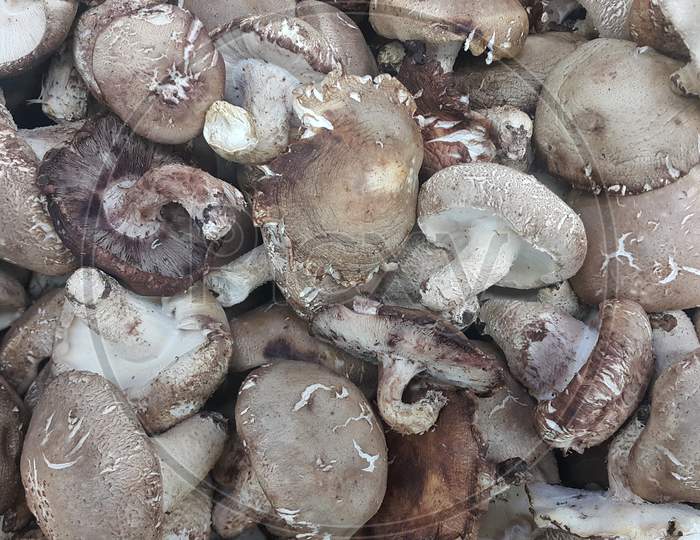 Closeup View Of Big Pile Of Fresh Harvested Mushrooms.
