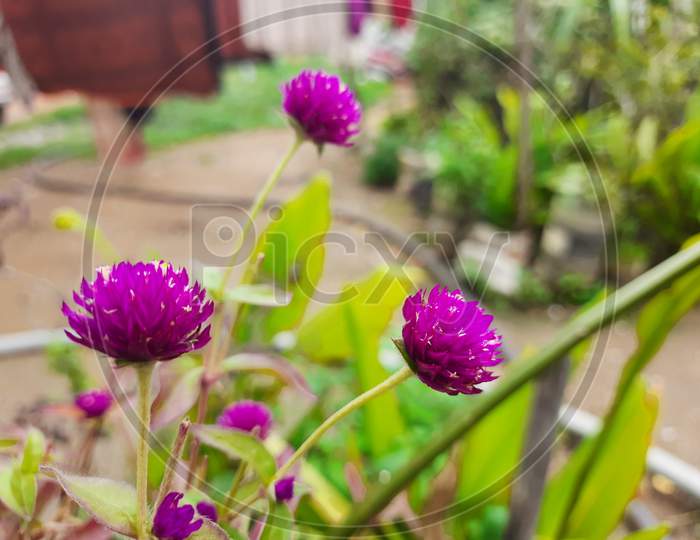 Beautiful Pink Color Rudrakshi Or Gomphrena Globosa Flower In A Indian House Garden