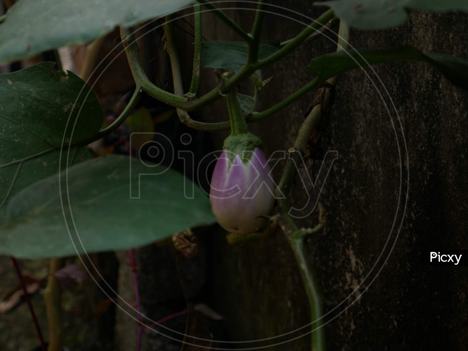 egg plant brinjal