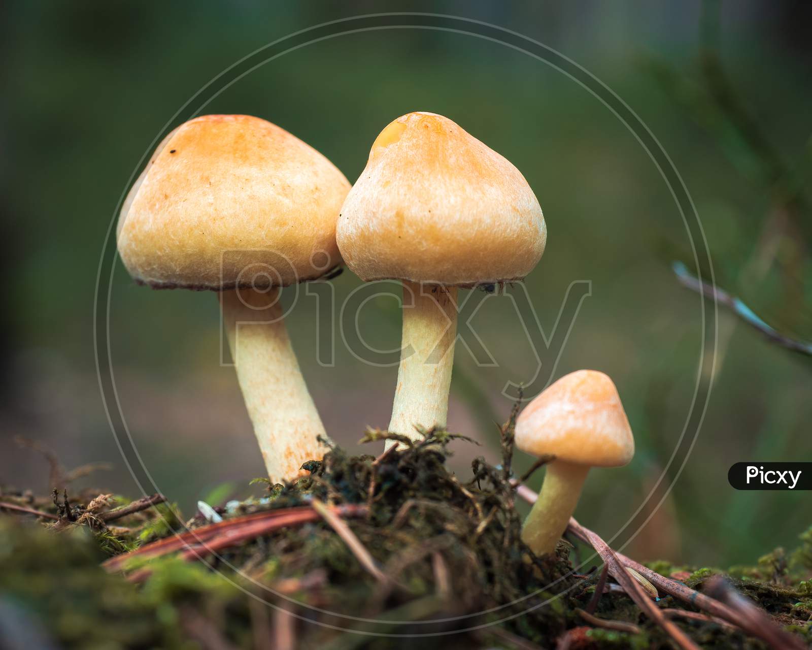 Close-Up Of Three Small Wild Mushrooms In Rusty-Orange Colors.