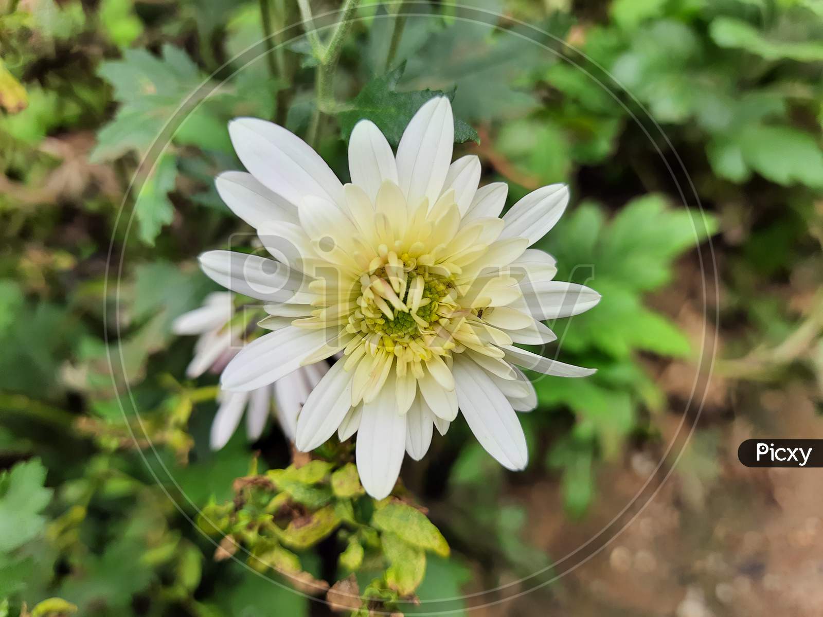 Beautiful white and yellow color aster or chrysanthemum flower in a plant leaves green background
