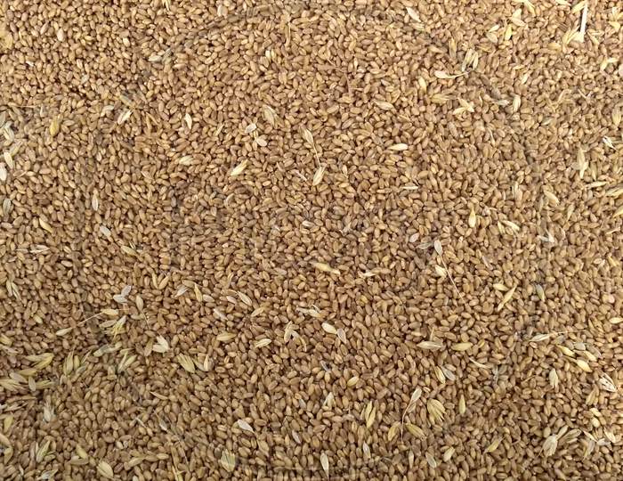 Seed Of Wheat, Wheat Grain As Background Texture