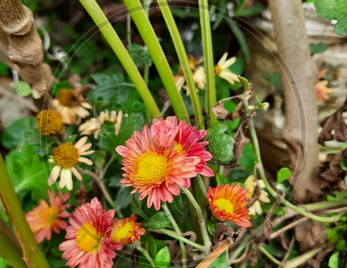 Beautiful red and pink color aster or chrysanthemum flower in a garden