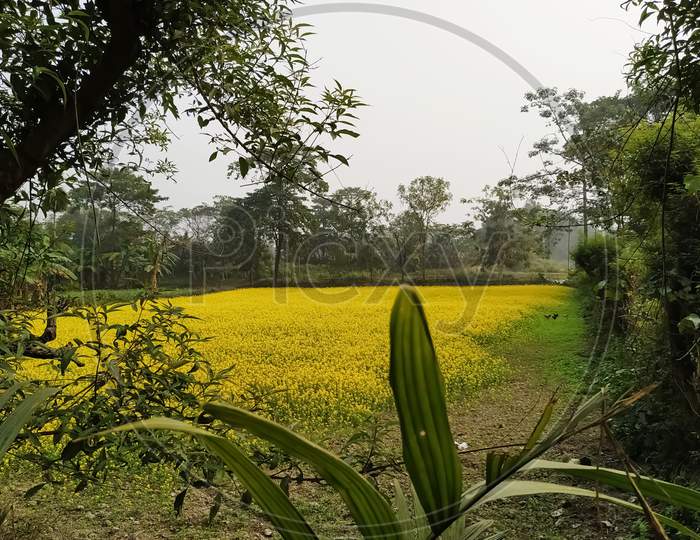 Mustard bloom in natural frame