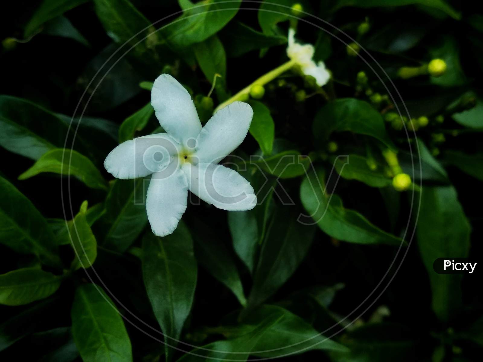 White flower with green leaf