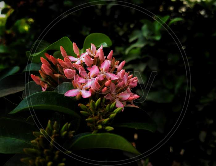 Beautiful pink group flower