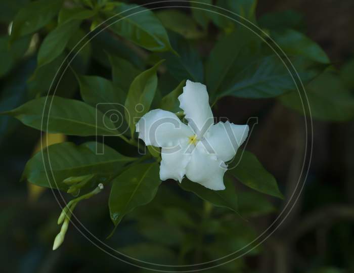 Image Of White Beautiful Crape Jasmine In Kerala.