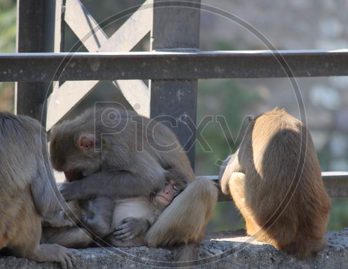 Monkey family taking care of young children