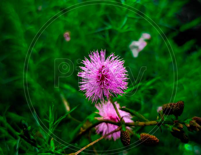 pink detail flower