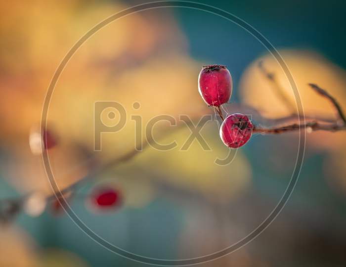 Close-Up Of Common Hawthorn Or Quickthorn Fruits And Twigs. Crataegus Monogyna.