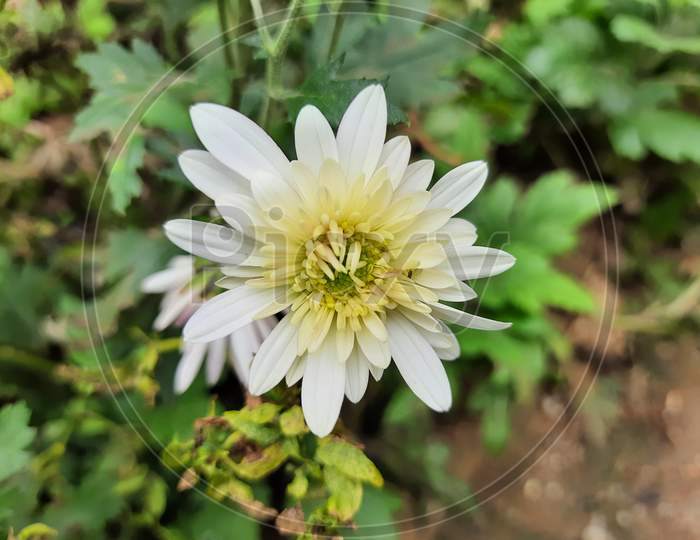 Beautiful white and yellow color aster or chrysanthemum flower in a plant leaves green background