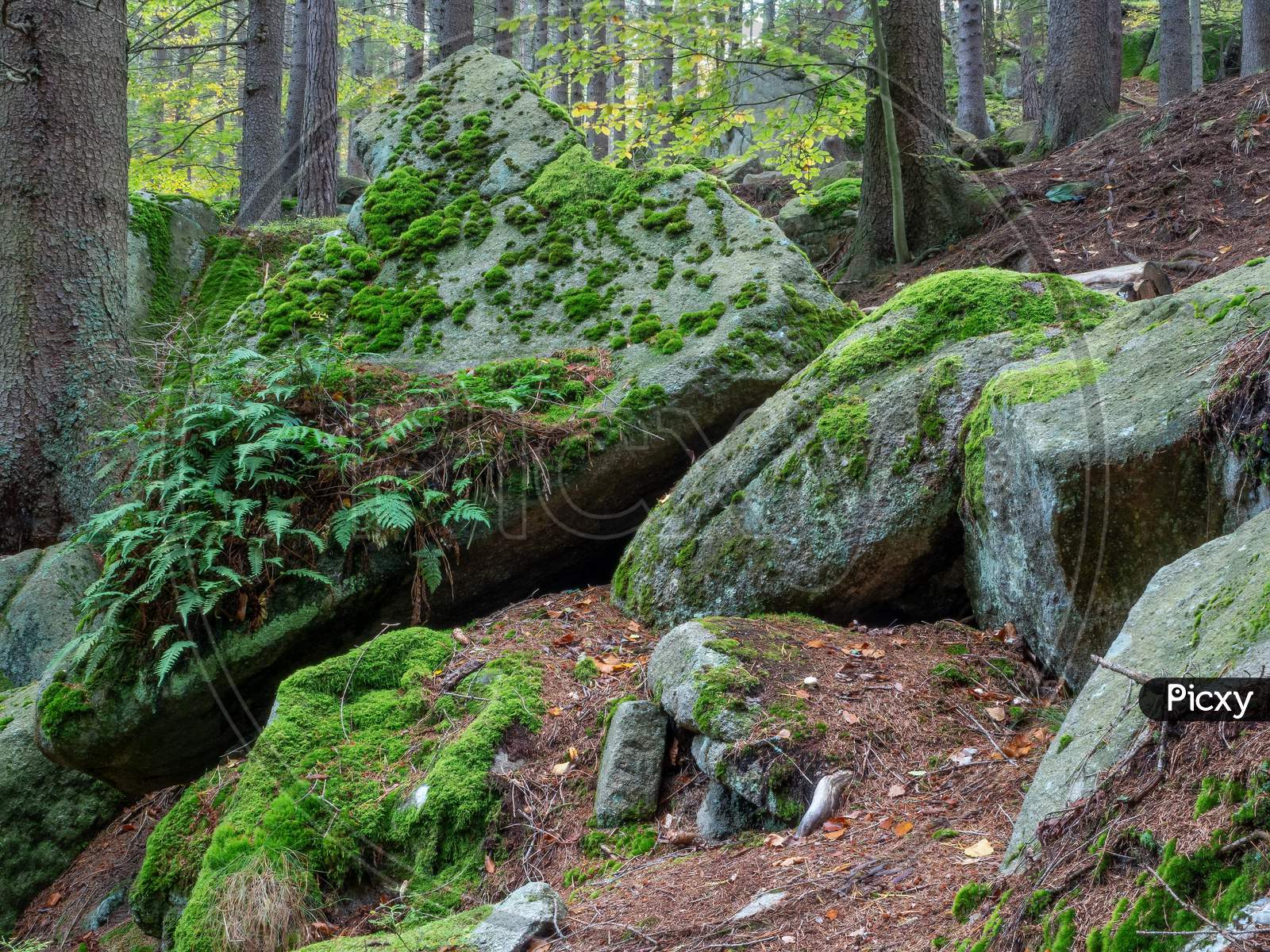Granite Rocks Covered With Moss And Ferns In Vivid Green Colors.