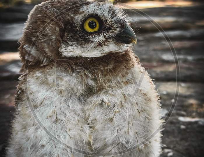 Owl photos.