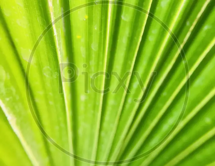 Image of Beautiful Leaf Wallpaper-LR395303-Picxy