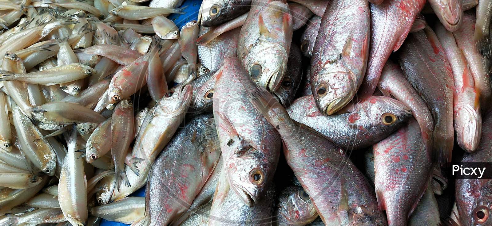 Fresh sea fish from market