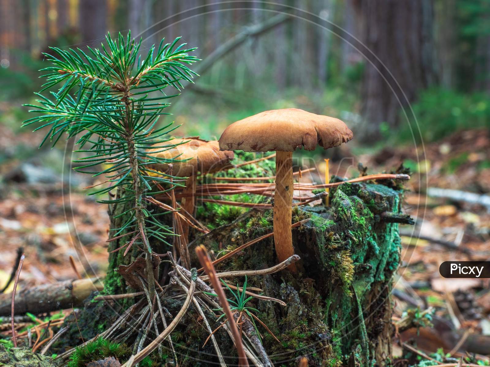 Common Cortinar Or Webcap Mushrooms And Young Spruce Tree Growing On Small Trunk Covered With Moss.