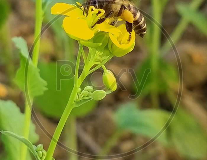 Bee taking nacter