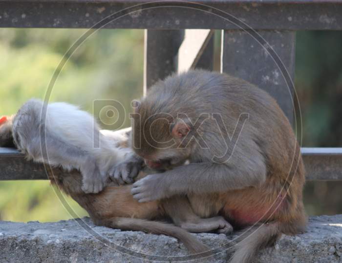 Monkey family taking care of young children
