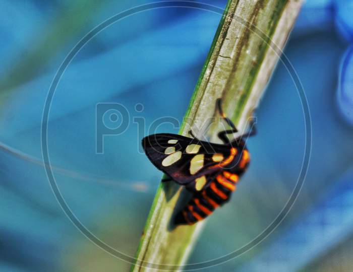 colourful butterfly