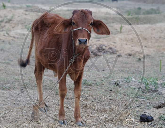 Brown Calf tied to post in rural village