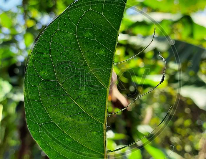 NATURAL leaf