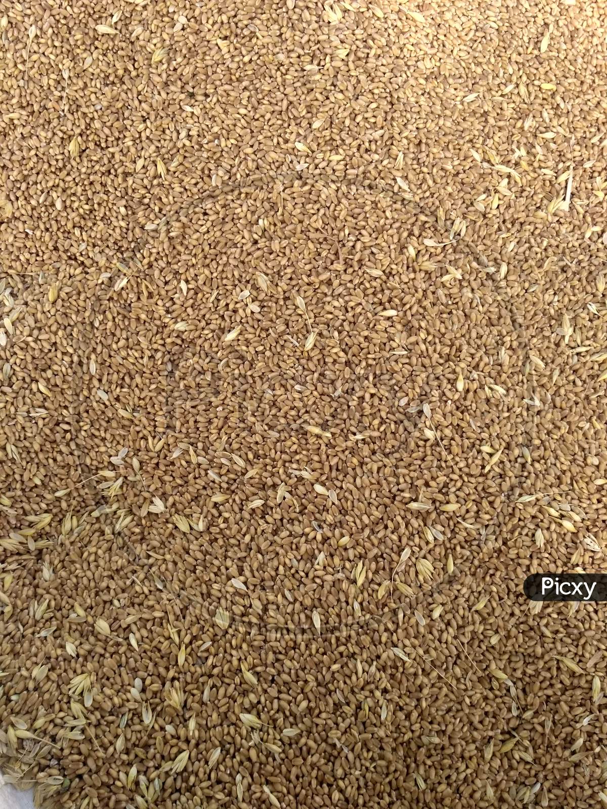Seed Of Wheat, Wheat Grain As Background Texture