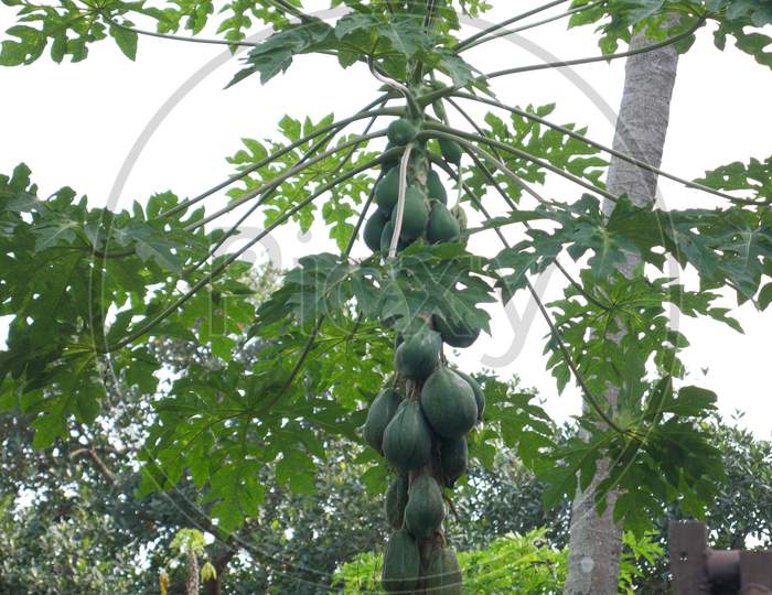 papaya tree