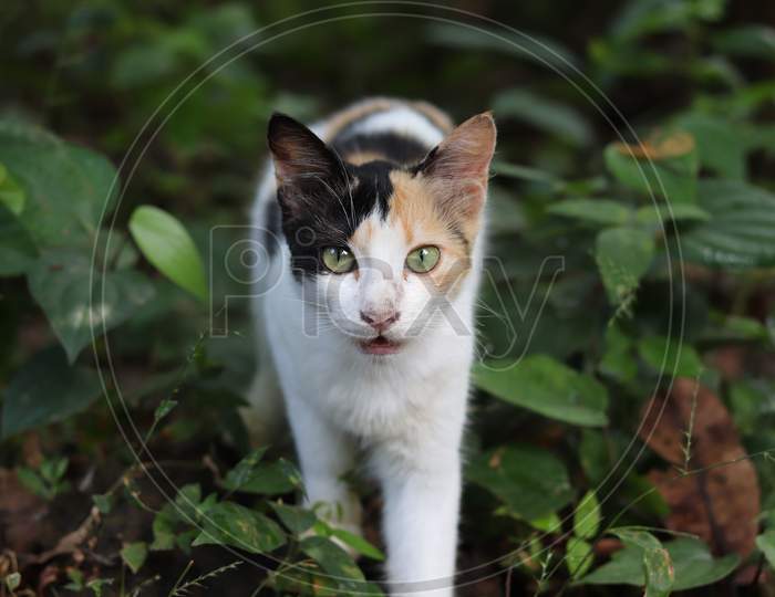 Indian CatIndian Cat.My Pet Cat Mikey who Lives in Kerala,India.She is so Noughty.I Love Her So Much...