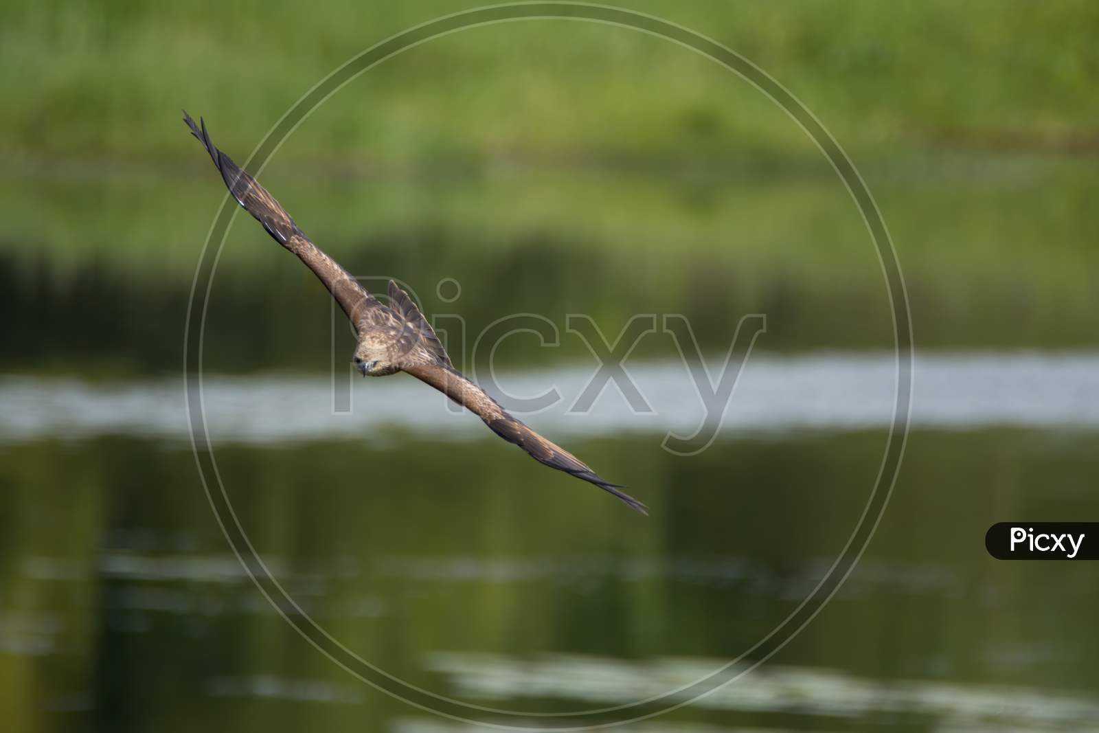 Juvenile Brahminy Kite Flying Head-On